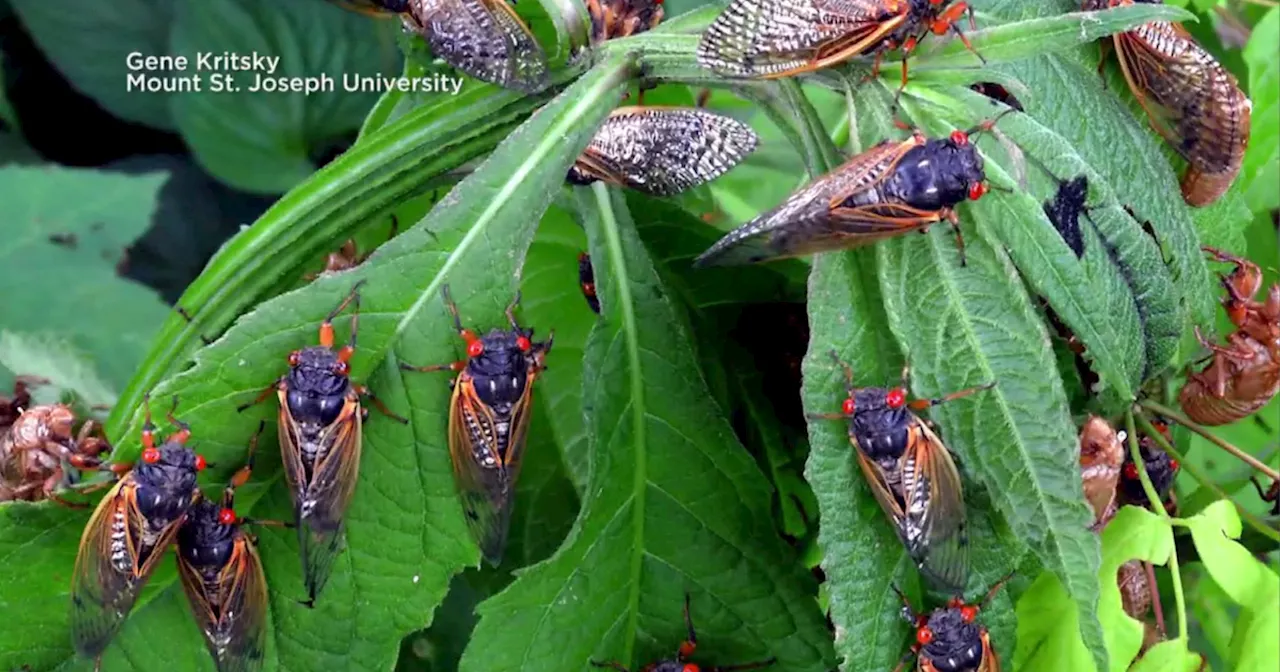 What do cicadas sound like, and why are they so loud? | United States ...