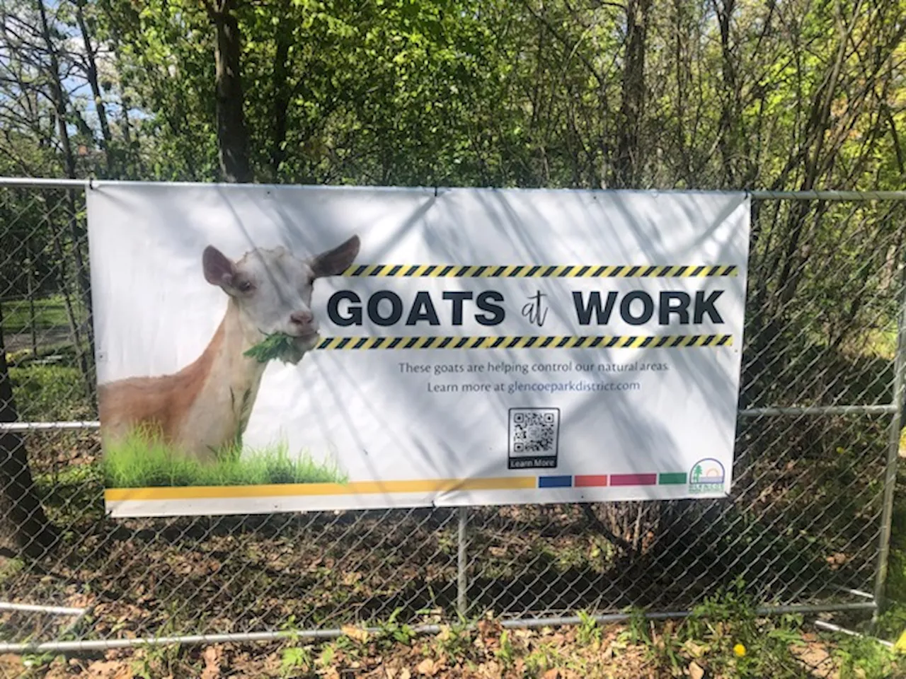 Glencoe cleans up Milton Park with the help of some four-legged friends