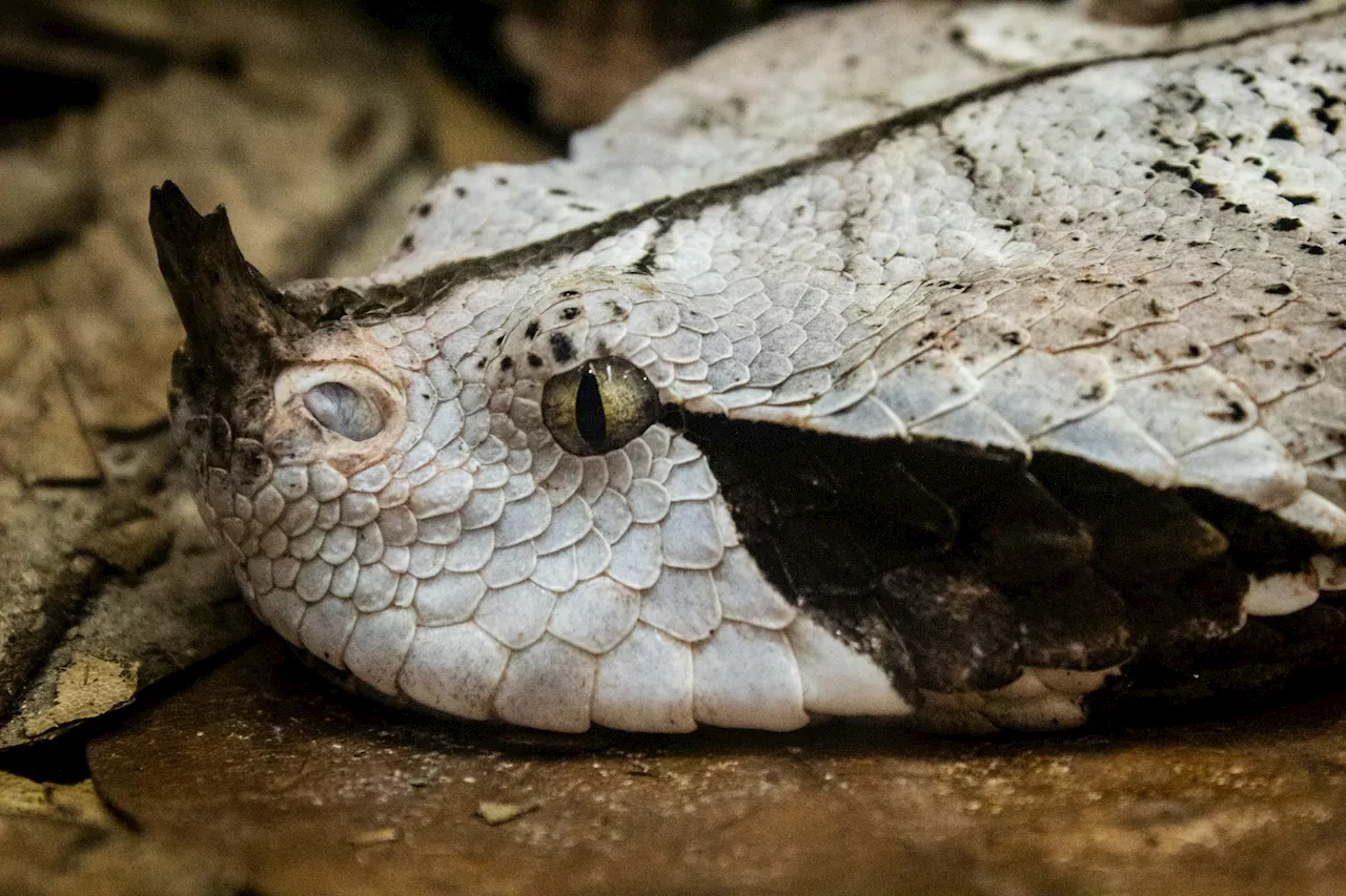 Serpents : pourquoi plus de 200 espèces venimeuses vont-elles migrer ?