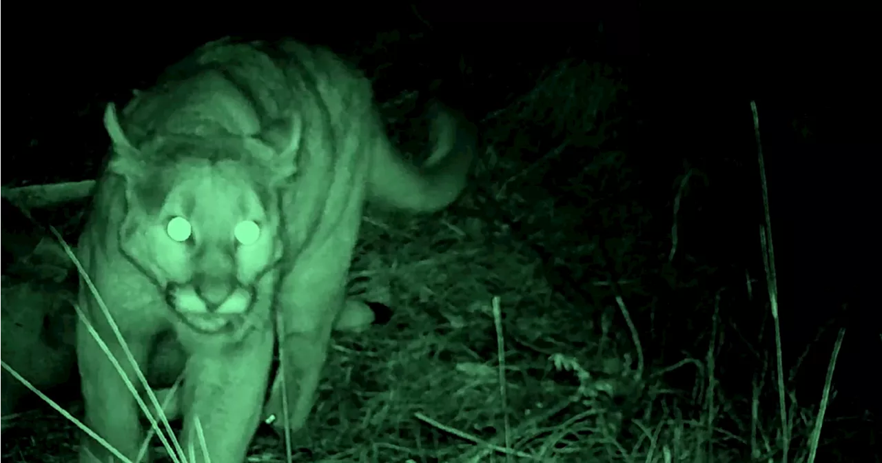 Exclusive Naked and Afraid XL Clip Previews Run-in With Big Cat