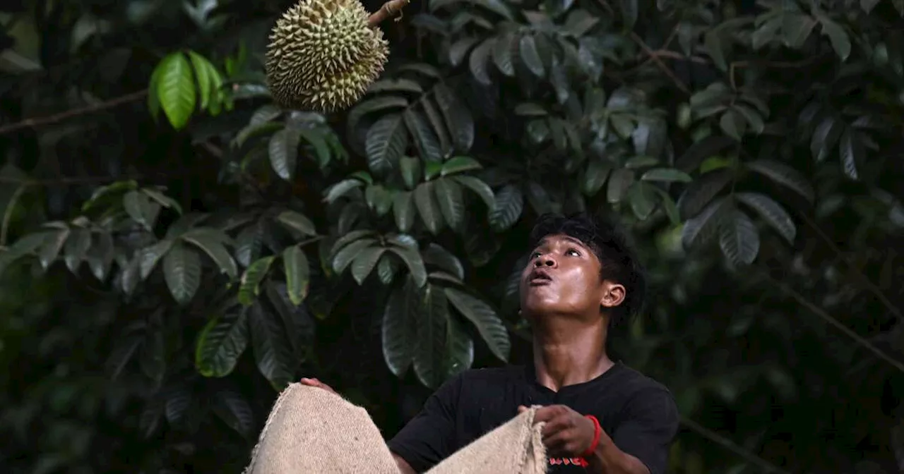 “Mes bêtes deviennent dingues” : en Thaïlande, la canicule malmène l’agriculture