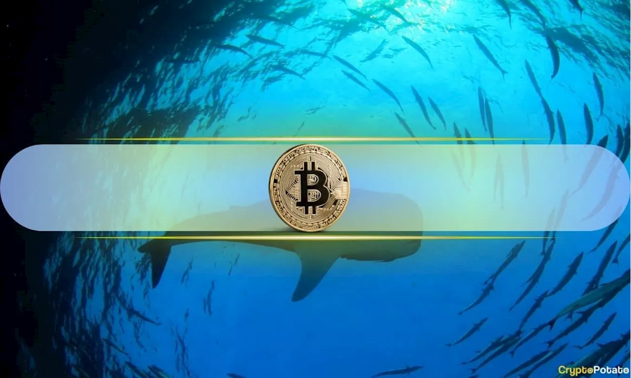 Bitcoin Whales Accumulate $941M BTC in 24 Hours as Prices Drop, What Does This Mean?