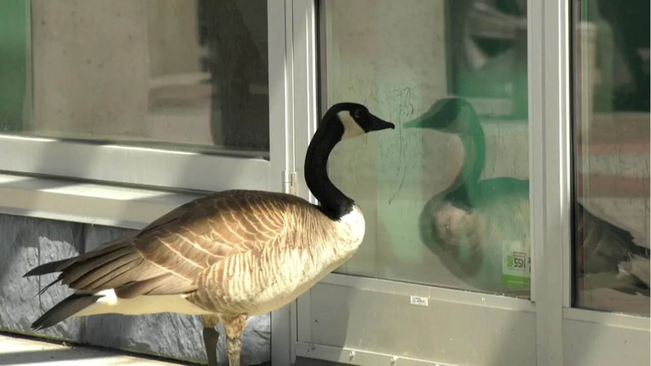 Geese nest in planters outside 2 nearby Calgary businesses