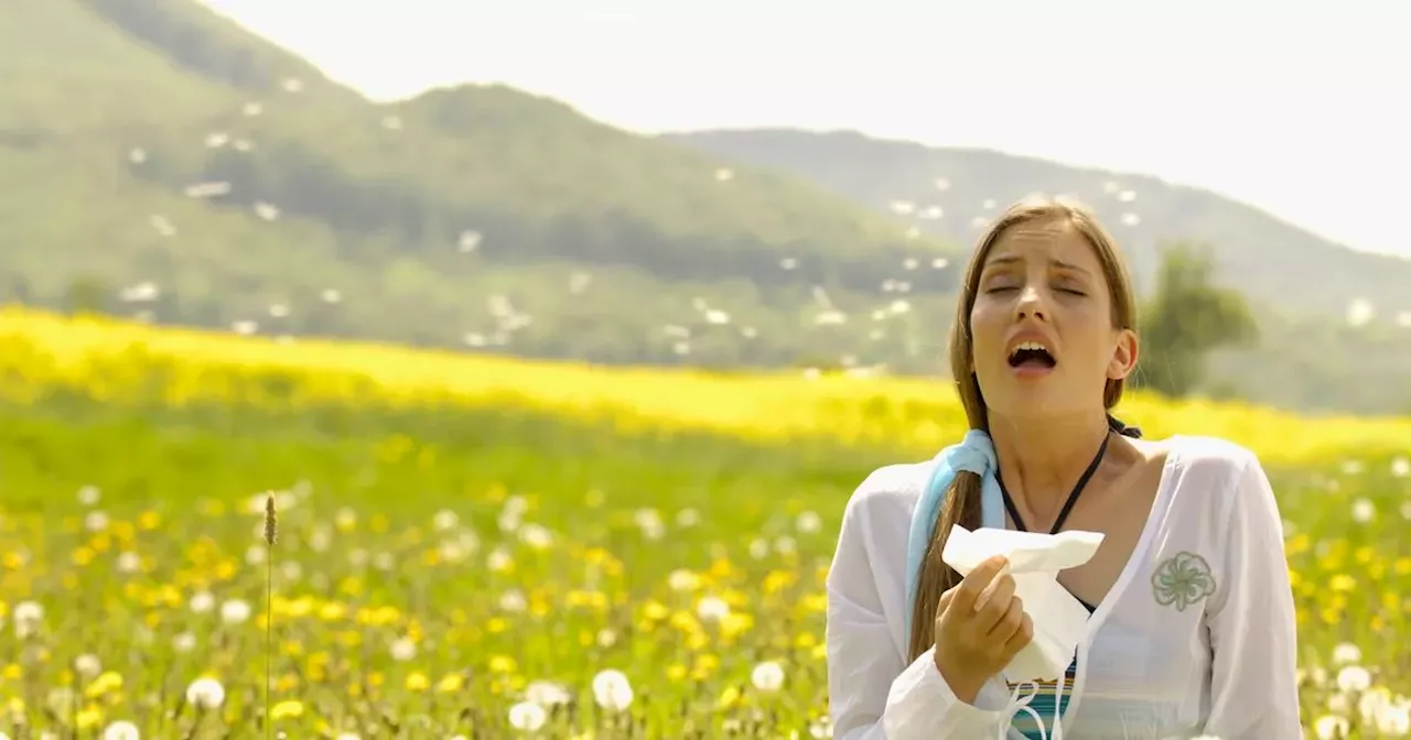 Hay fever sufferers turn to 24p tablets that 'work fast' to relieve symptoms