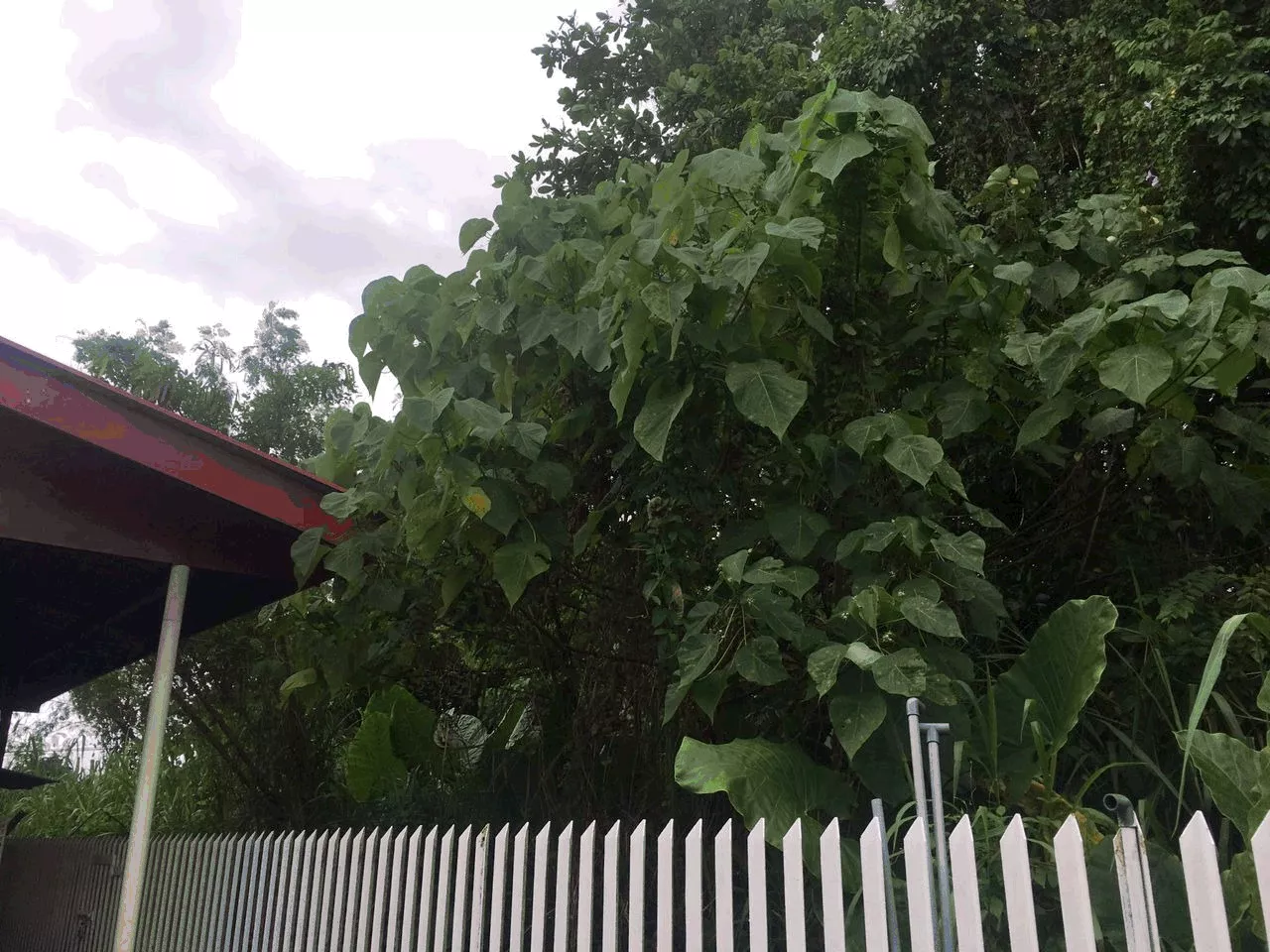 Overgrown trees, long grass: Luyang ratepayer risks RM1,000 penalty