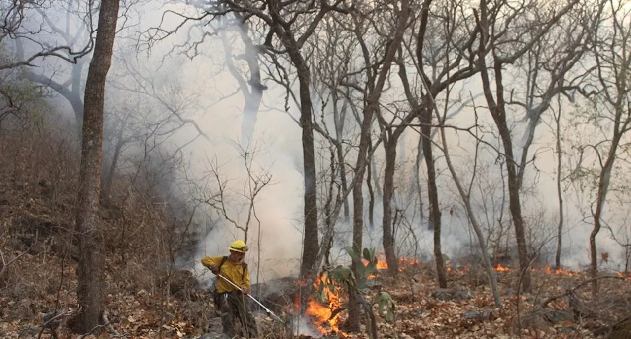 Sofocan al 100% incendio forestal en biosfera Sierra de Huautla en Morelos