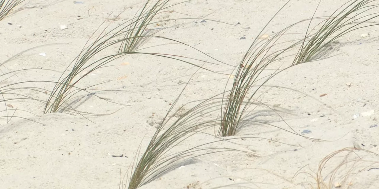 Baldwin County beach restoration wrapping up with planting of half a million sea oats