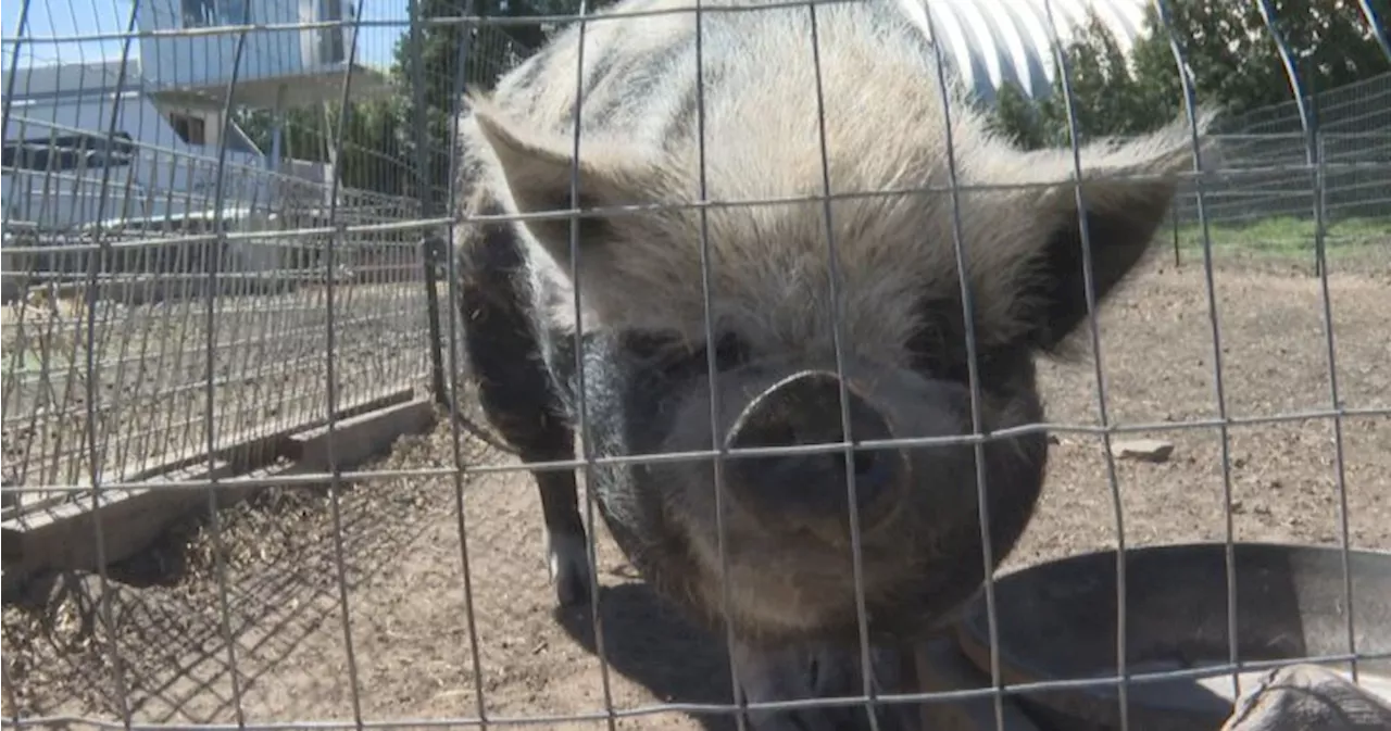Summerland Pig Sanctuary hosts more pigs than ever before