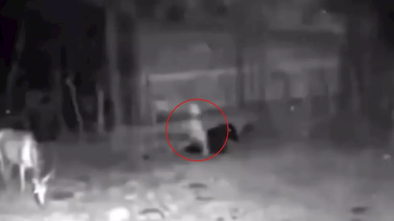 Captan en VIDEO una pequeña entidad paranormal caminando en un rancho y atemoriza en redes