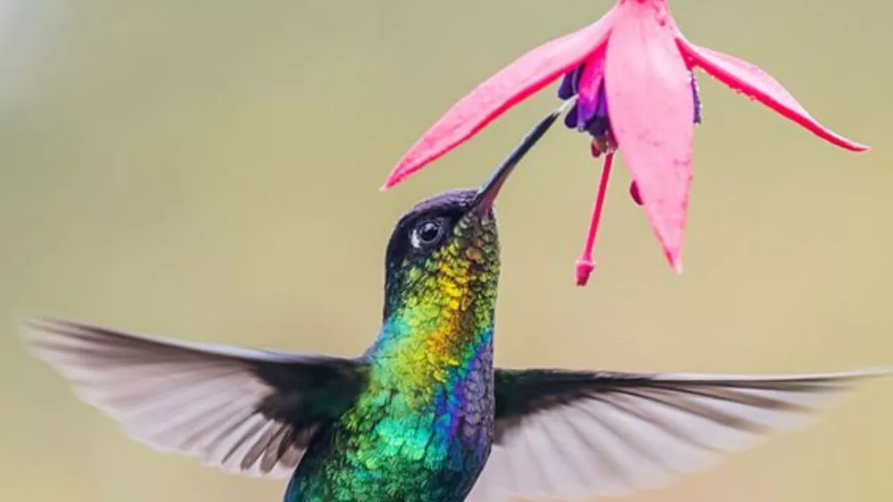 Cuáles son las plantas aromáticas que usan los expertos para atraer los colibríes en tu huerto