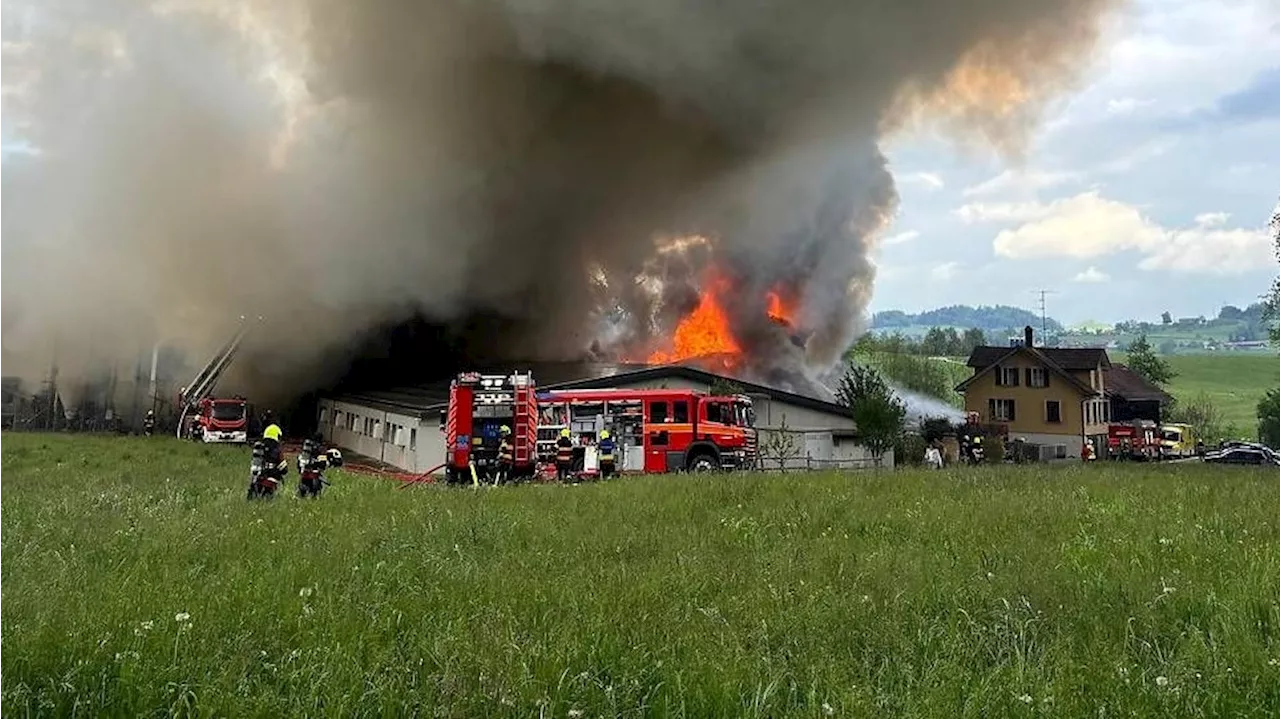 Feuer-Inferno im Schweinestall: 800 Schweine tot