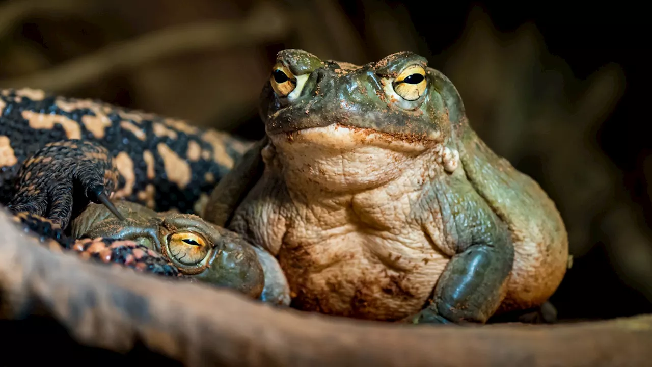 Psychedelics found in toad venom could treat anxiety, depression