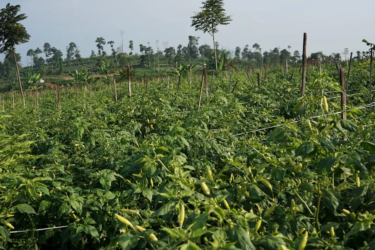 Sumedang jadi Percontohan Pengembangan Program HDDAP, Siapkan Kembangkan Cabai