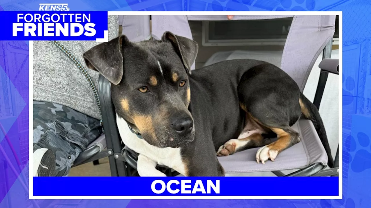 Ocean is a happy, loving and loyal dog that aims to please