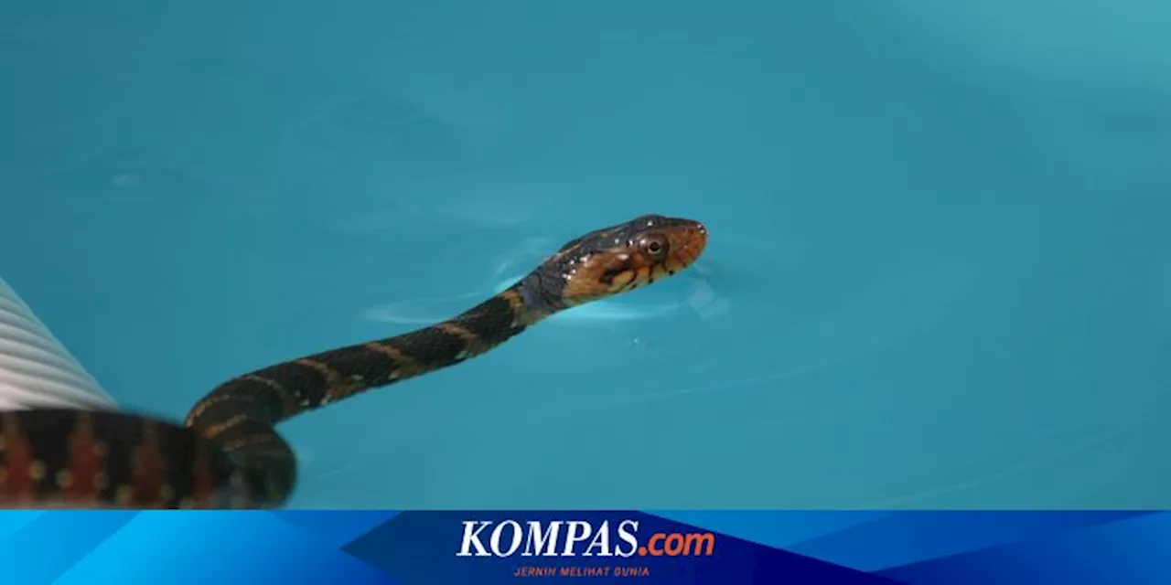 5 Cara Mencegah Ular Masuk ke Kolam Renang