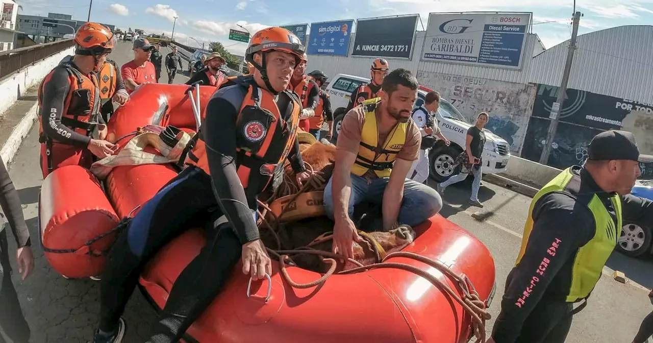 Rescatan a “Caramelo”, un caballo atrapado en una azotea por inundaciones en Brasil