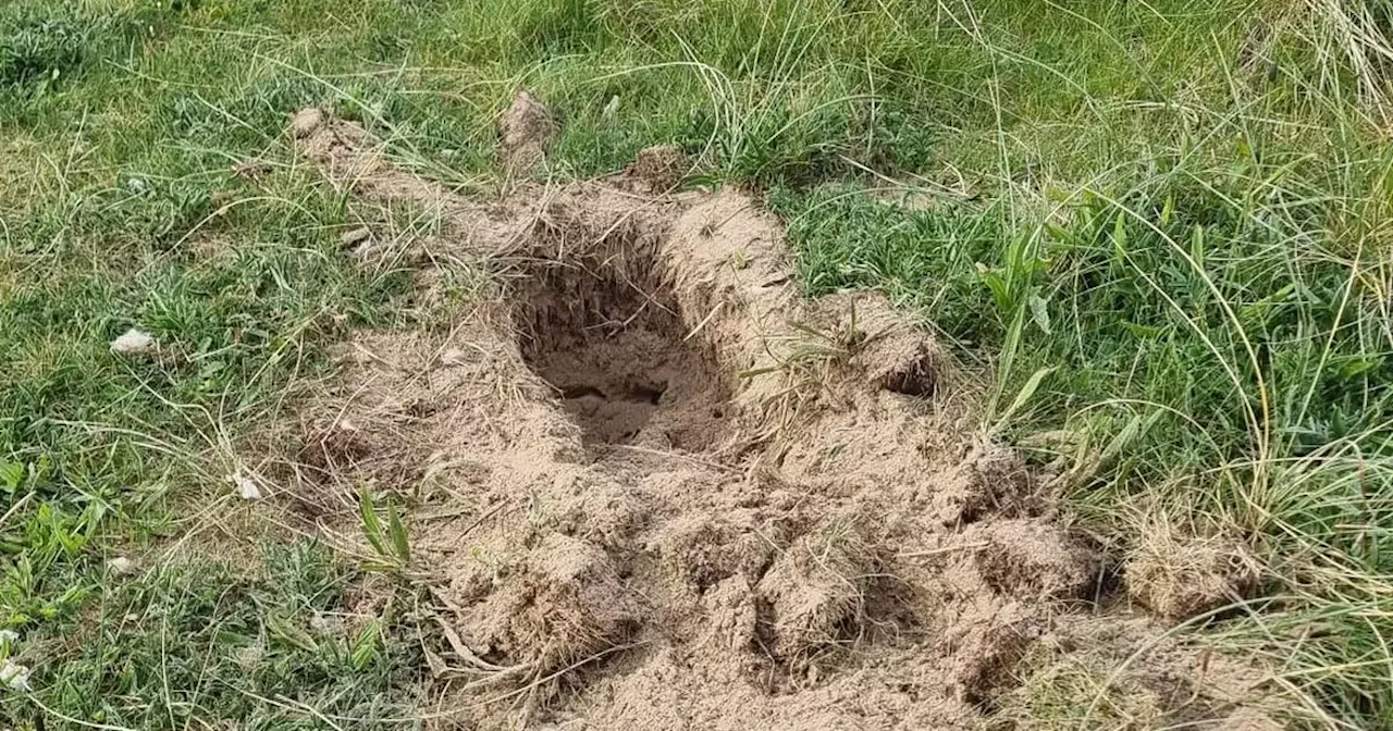 Six puppies found buried in sand dunes by horrified beachgoer