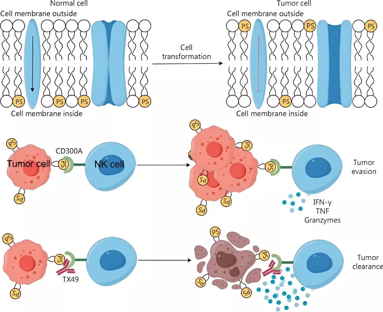 Supercharging immune cells to battle blood cancer: Advances in cancer immunotherapy