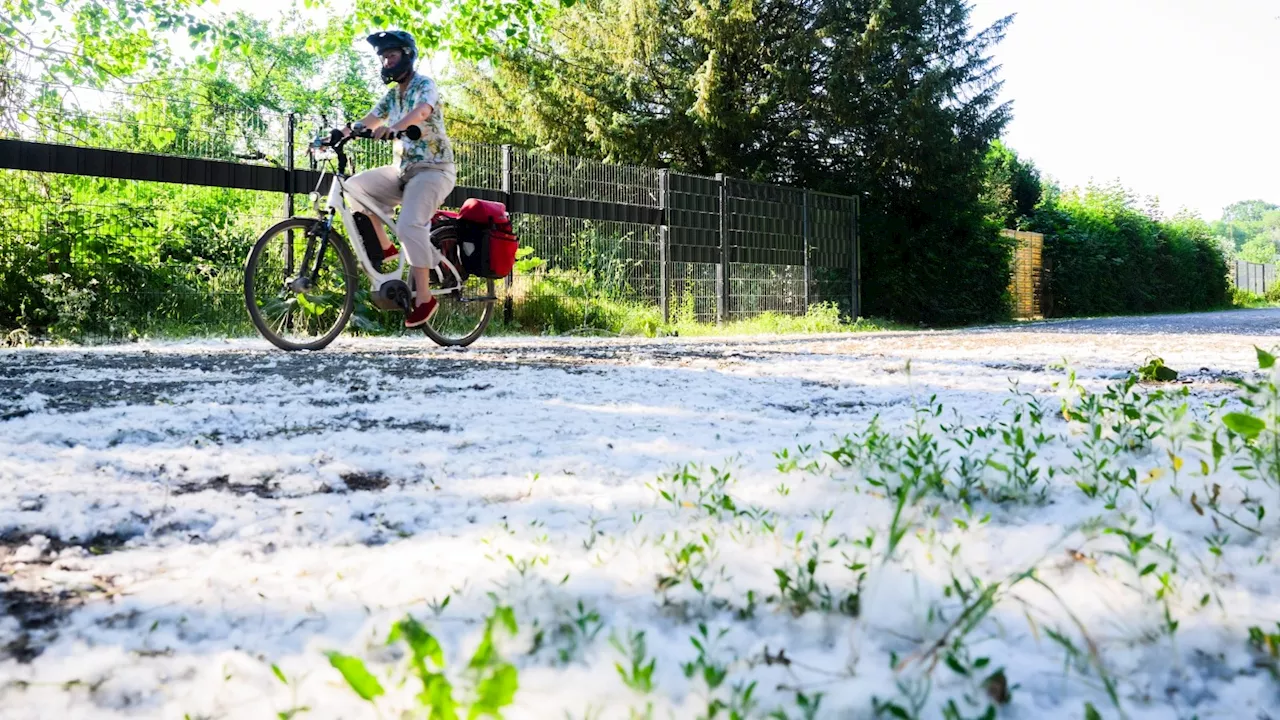 „Schnee“ im Frühsommer – Woher kommt dieser weiße Flaum?