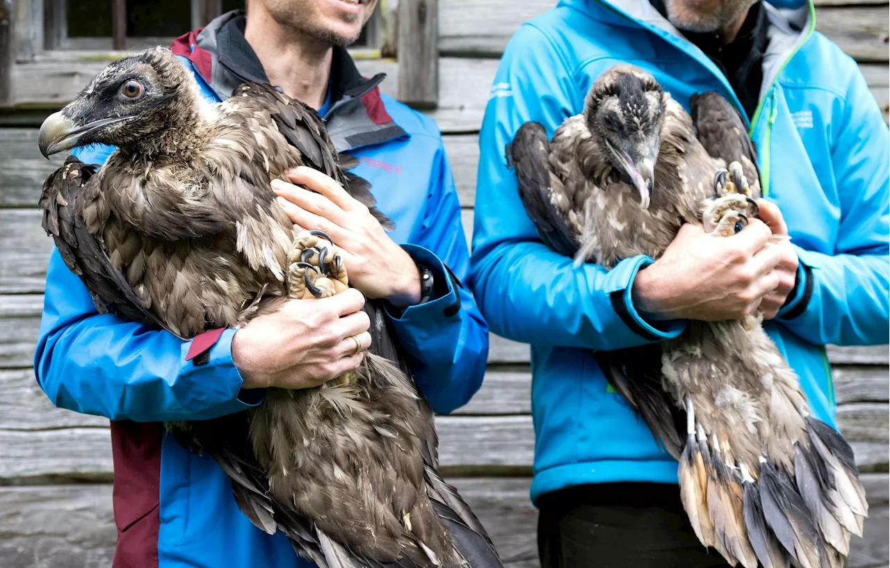 Bartgeier bekommen Zuwachs aus Finnland und Österreich