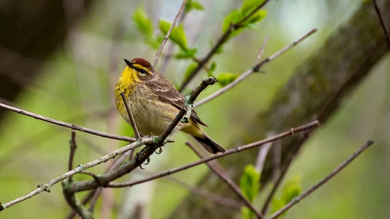 Love, pie, and bipartisanship: Behind the scenes at America’s biggest birding festival