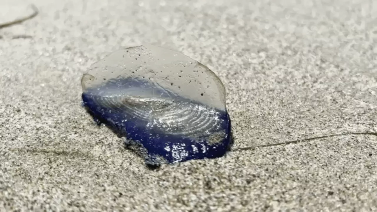 Thousands of jelly-like creatures washing ashore Southern California beaches