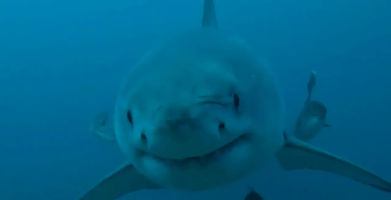 Rare Sighting of Great White Shark off Alabama Coast