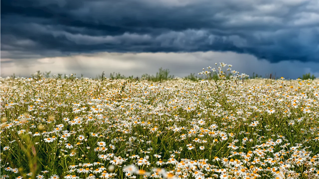 Nothing to sneeze at: New research shows pollen can change the weather