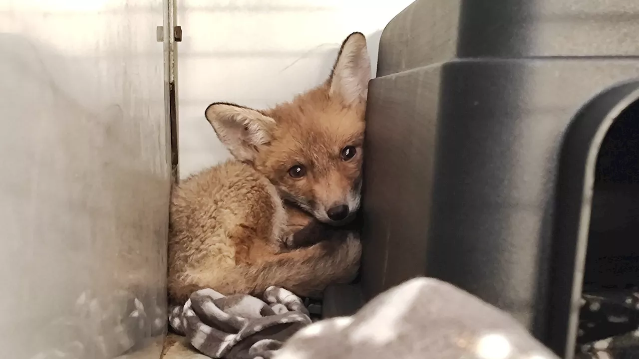 Fuchsbaby Napoleon findet Zuflucht im Tierschutzhaus Vösendorf