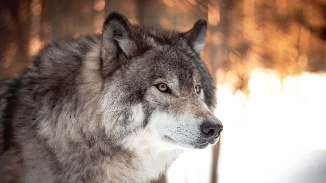 Wolfssichtungen in Niederösterreich häufen sich