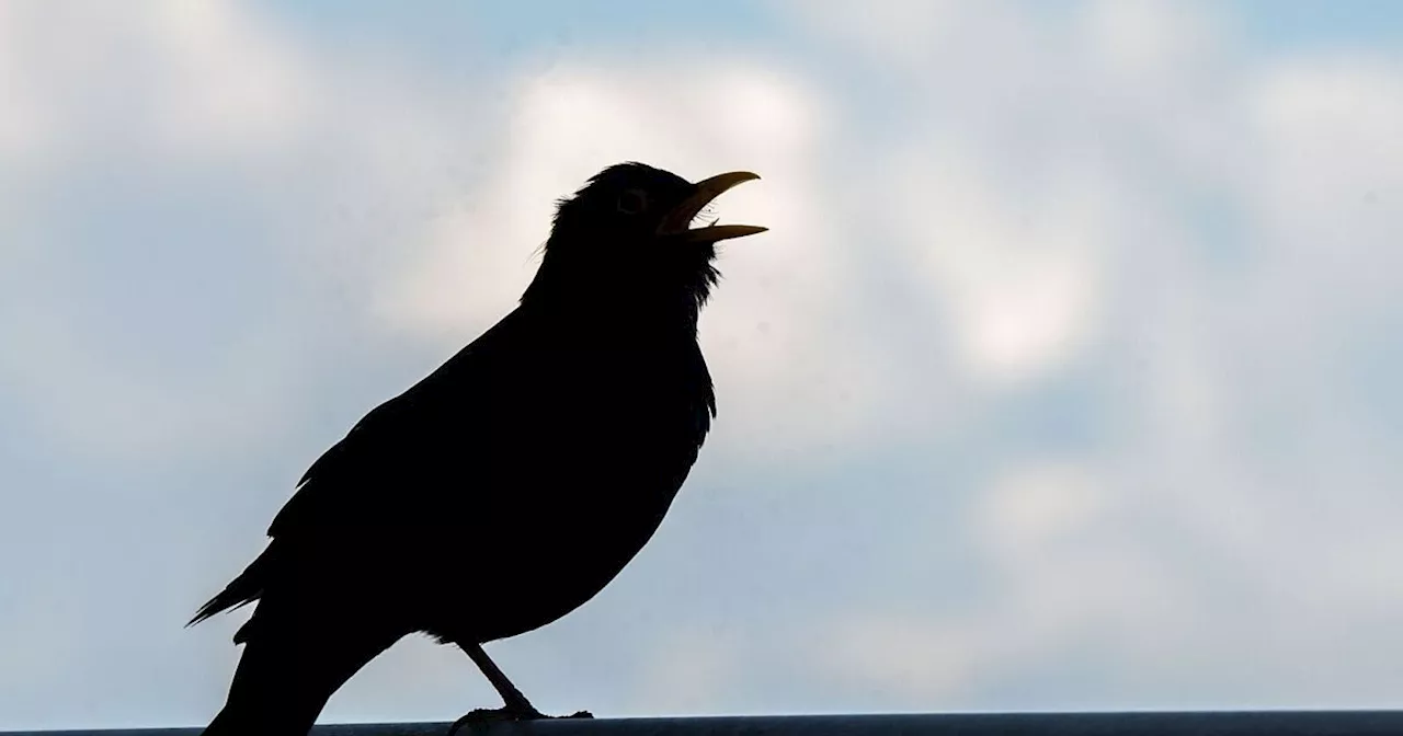 «Stunde der Gartenvögel» - Große Vogelzählung in Deutschland