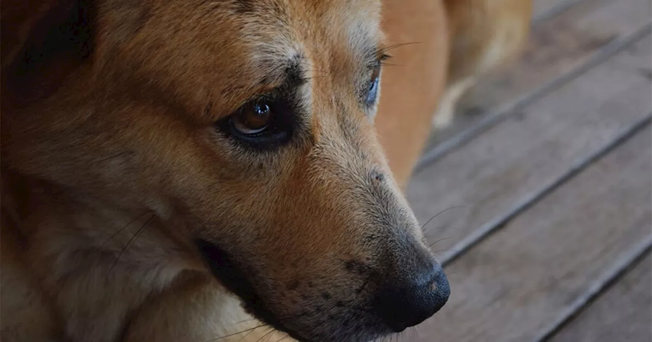 Menor dispara a perrito con una pistola de diábolos en Salamanca; animalistas denuncian ante la FGE