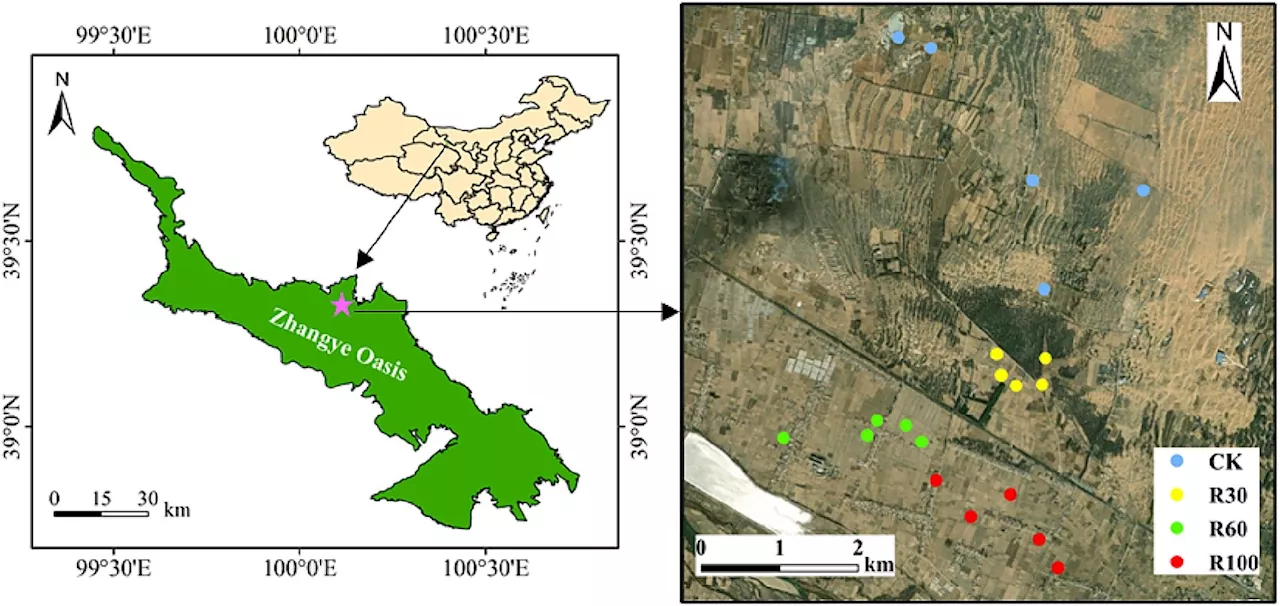 Study reveals changes in soil carbon and nutrient stocks in desert oasis farmland