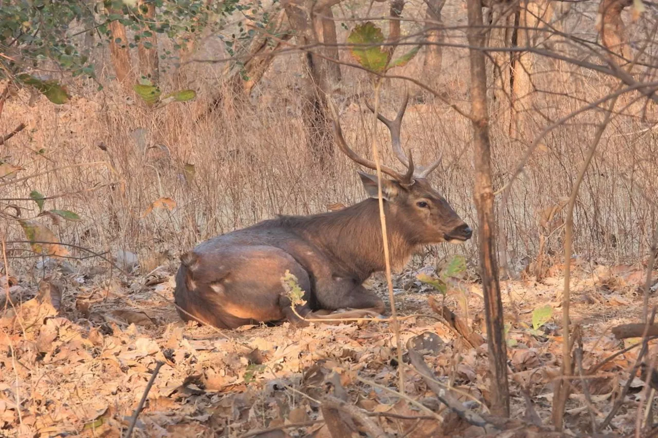 राजस्थान में यहां आखातीज पर होती है शिकार की हेडा परम्परा, वन्यजीवों को दौड़ा-दौड़ा कर मारते हैं शिकारी