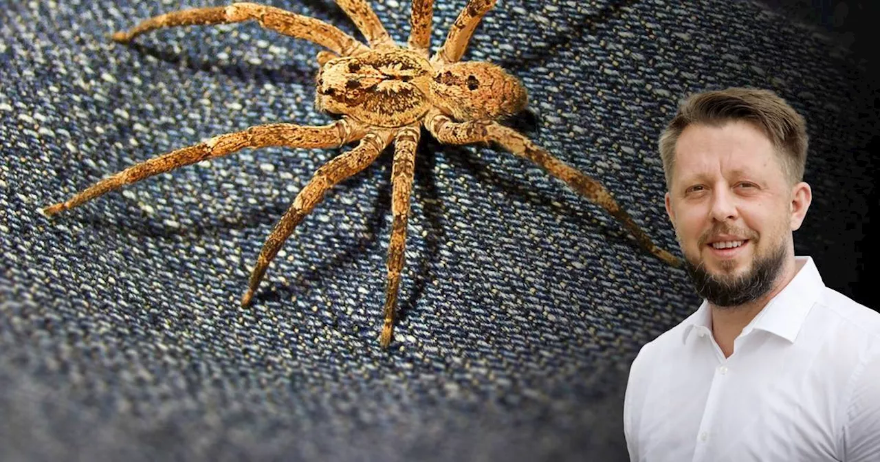  warum ich die Spinne als Phobiker so fürchte