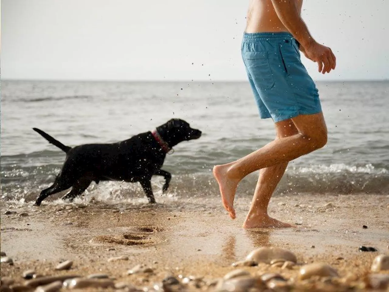 Uncover the best tail-wagging adventures at these KZN South Coast pet-friendly venues