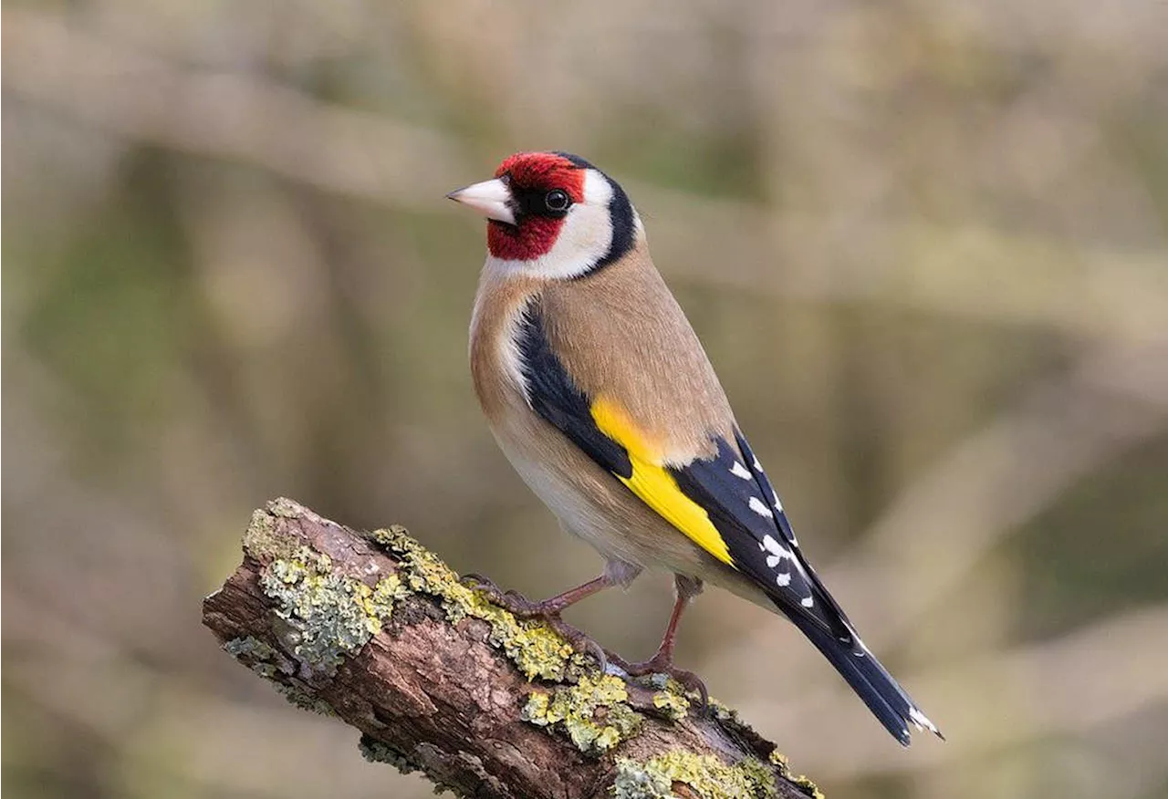 Man arrested for wildlife crimes after wild birds found at Telford property