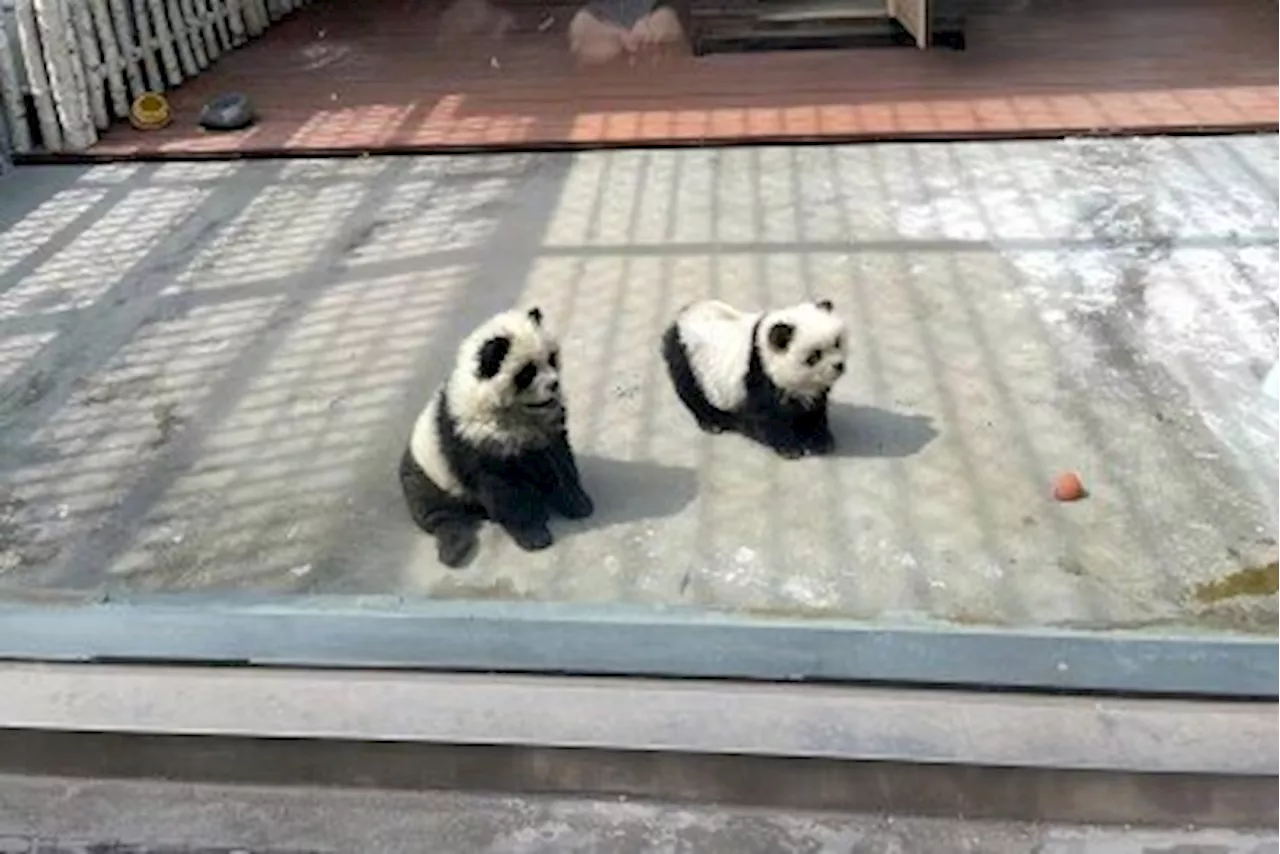 物議醸す動物園の「パンダ犬」、連れてこられた時はすでにパンダ色―中国（2024年5月9日）｜BIGLOBEニュース