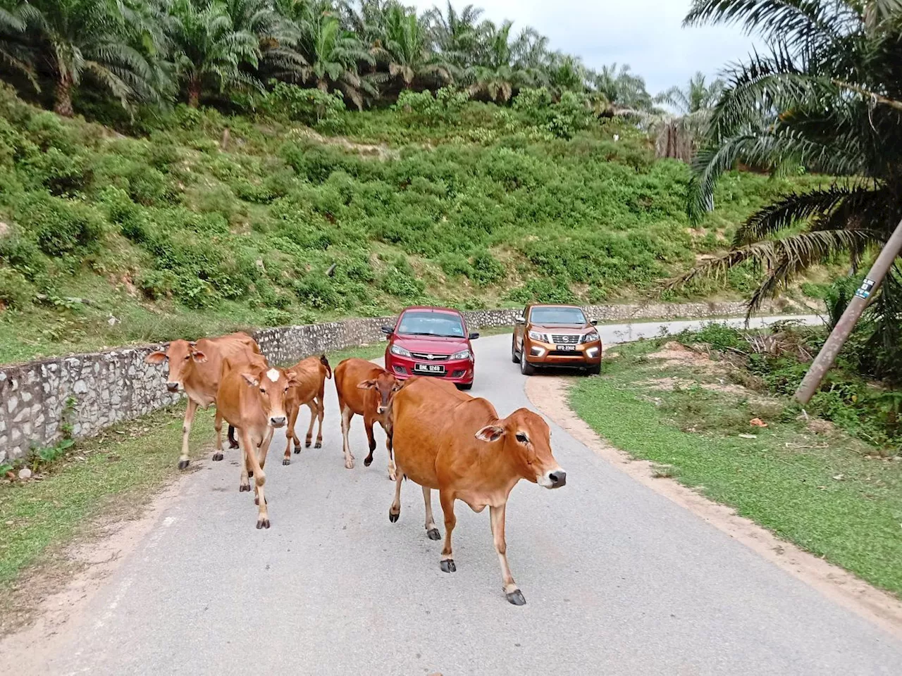 Negri local councils must step up handling of stray cattle, says exco man