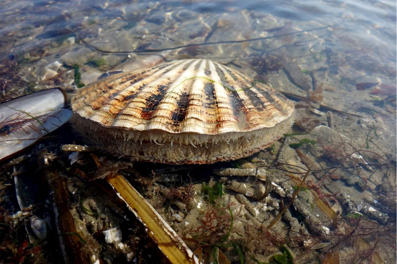 QuickCheck: Do scallops have eyes?