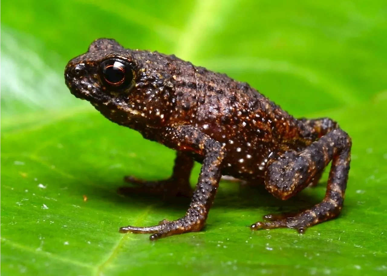 QuickCheck: Has a toad species been rediscovered in Sabah?