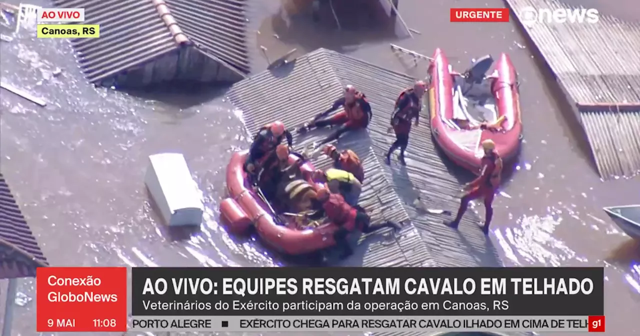 Bombeiros resgatam cavalo caramelo ilhado em telhado e descobrem que animal é égua