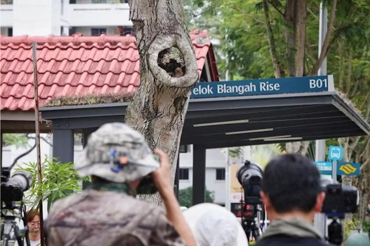 NParks advises against visiting owl nest at Telok Blangah