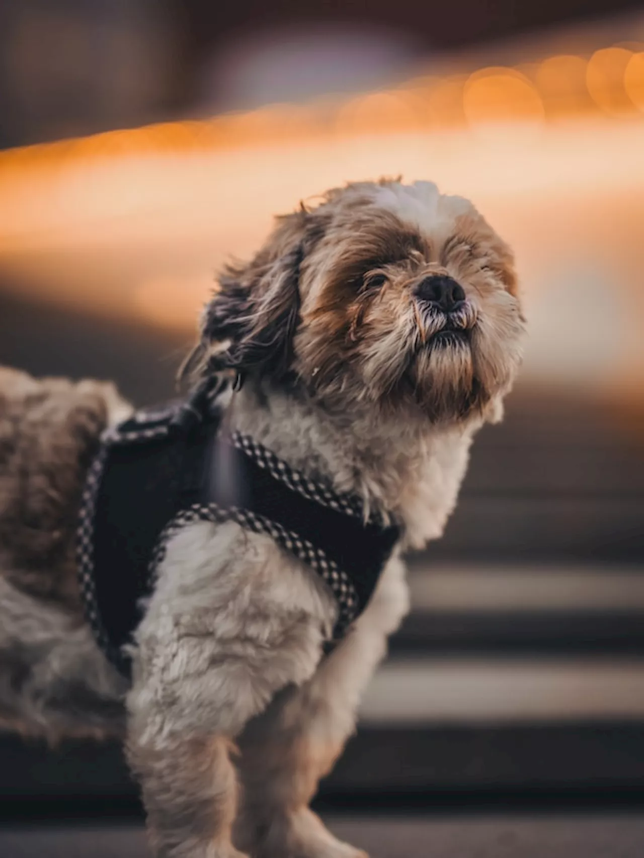 Is a Shih Tzu your perfect pup? Five reasons why they might be!