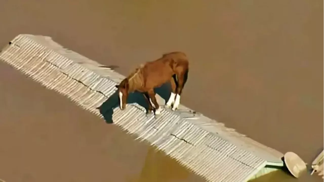 Video: así rescataron a “Caramelo”, el caballo que había quedado atrapado en un techo por las inundaciones en Brasil