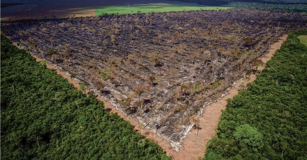 Devastação cai na Amazônia e no Pantanal, mas ainda preocupa no Cerrado