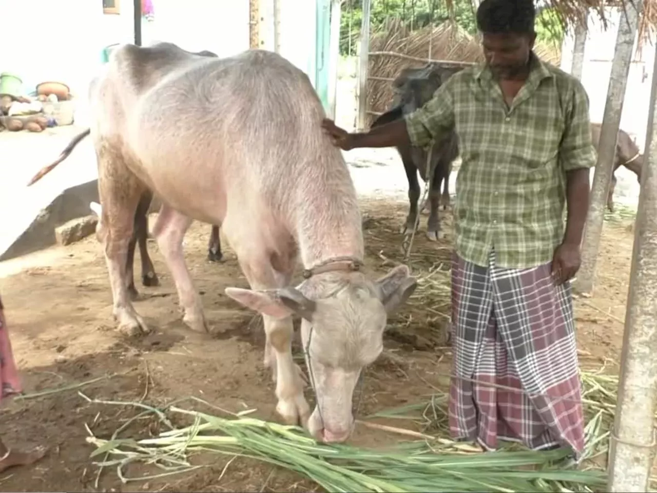 எருமை மாட்டிற்கு பிறந்த வெள்ளை நிற எருமை... கரூரில் விந்தை சம்பவம்!