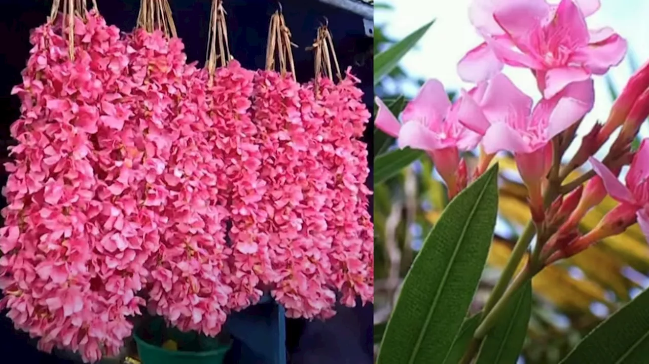 Aralipoo Oleander Banned in Temples: ഇനി വേണ്ട...! തിരുവിതാംകൂർ ദേവസ്വം ബോർഡ് ക്ഷേത്രങ്ങളിൽ അരളിപ്പൂ ഒഴിവാക്കി