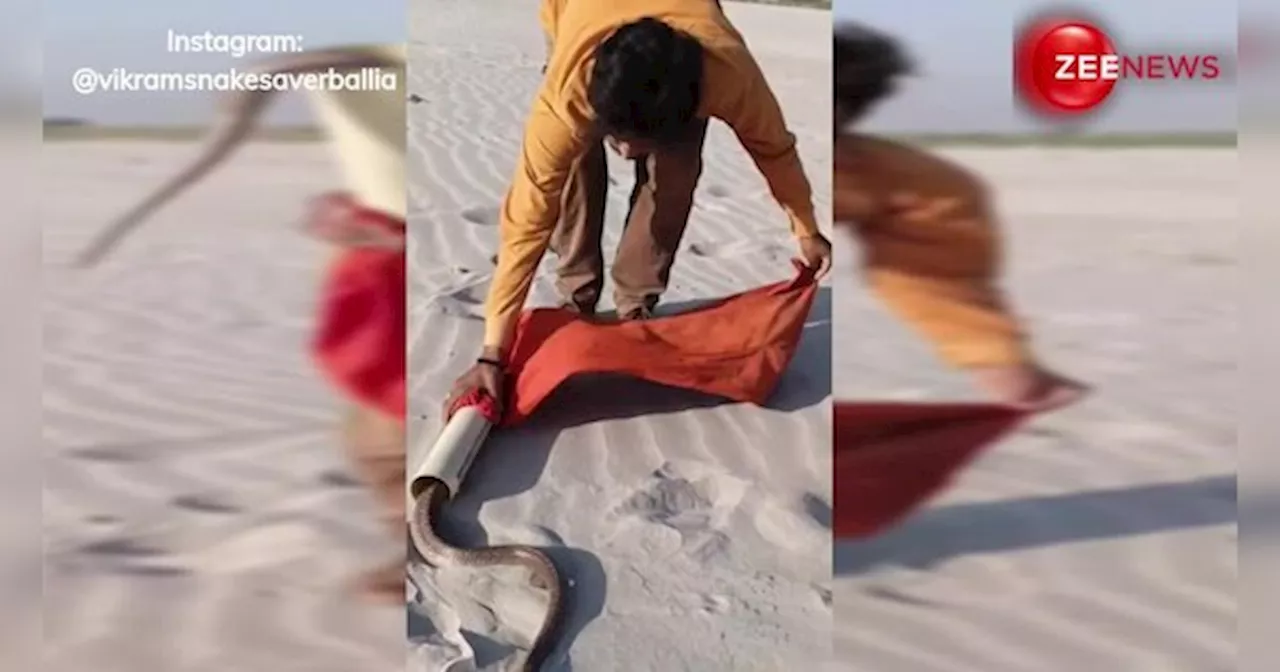 Cobra Viral Video: शख्स ने चुटकी में कैद किया 5 फुट लंबा कोबरा, वीडियो देख खड़े हो जाएंगे रोंगटे