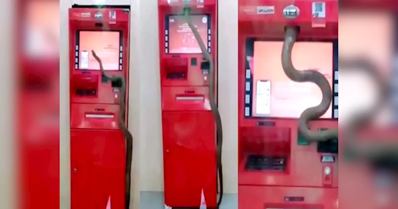 Viral Video: ATM में पैसे निकालने पहुंचा भारी-भरकम सांप, नजारा देख उड़ गए लोगों के होश